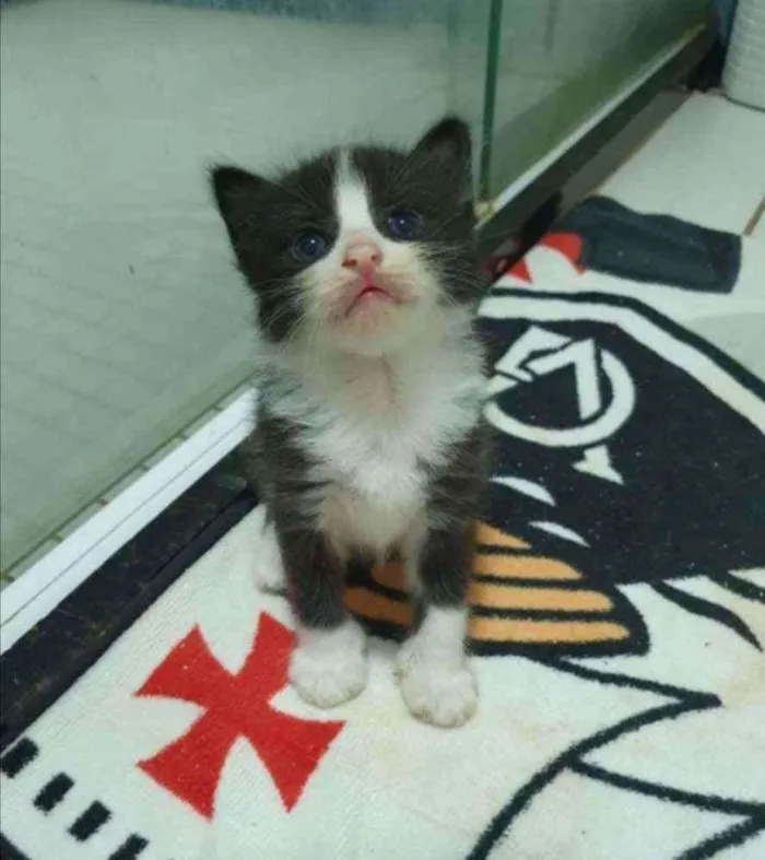 Gato ra a SRD idade 2 a 6 meses nome .