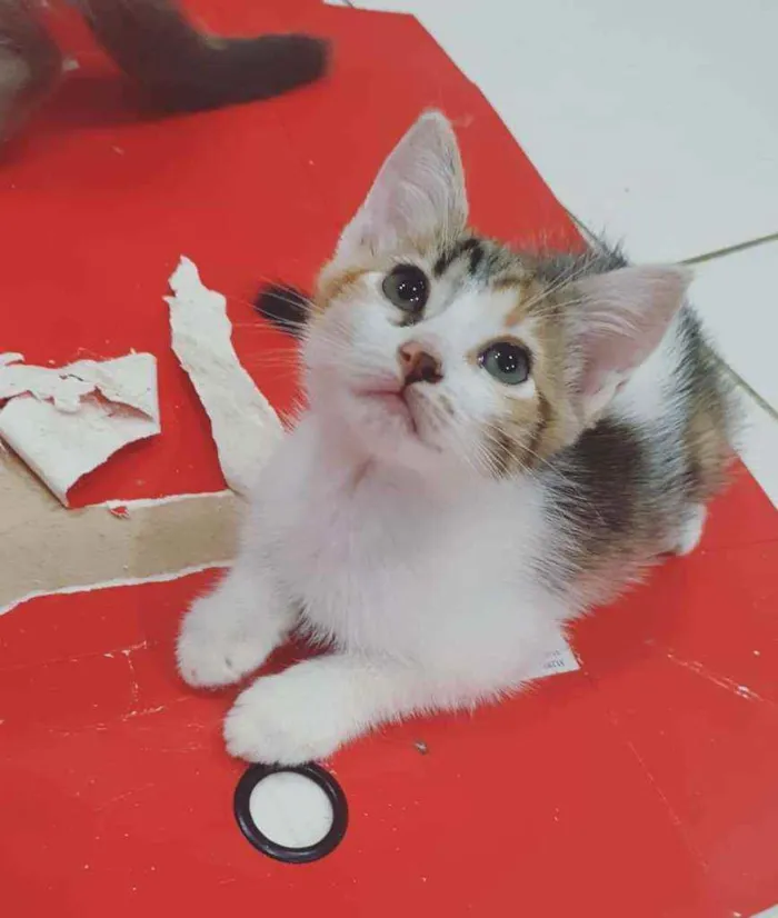 Gato ra a SRD idade 2 a 6 meses nome ..