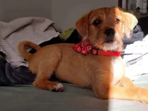 Cachorro raça Vira lata idade 2 a 6 meses nome Hermione