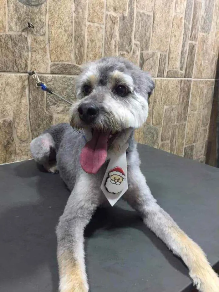 Cachorro raça SRD idade 2 anos nome Bob