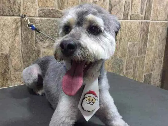 Cachorro raça SRD idade 2 anos nome Bob