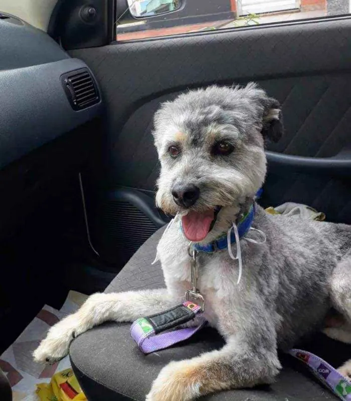 Cachorro raça SRD idade 2 anos nome Bob