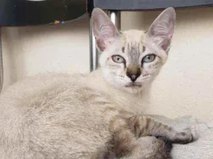 Gato raça SRD idade 2 a 6 meses nome Dafne
