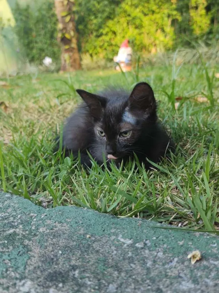 Gato ra a SRD-ViraLata idade 2 a 6 meses nome Ruby