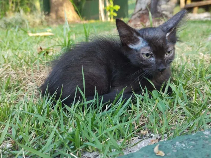 Gato ra a SRD-ViraLata idade 2 a 6 meses nome Ruby