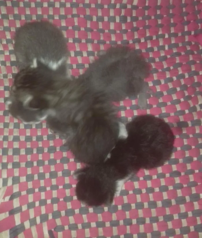Gato raça Sem raça  idade Abaixo de 2 meses nome Nao tem nome ainda 