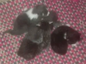 Gato raça Sem raça  idade Abaixo de 2 meses nome Nao tem nome ainda 
