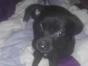 Cachorro raça Vira lata idade Abaixo de 2 meses nome Safira