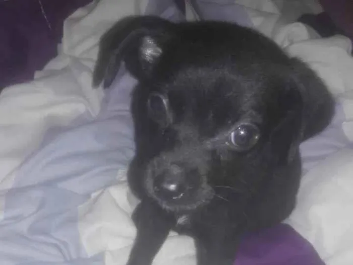 Cachorro raça Vira lata idade Abaixo de 2 meses nome Safira