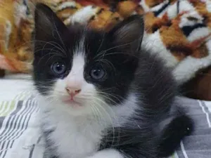 Gato raça SRD idade 2 a 6 meses nome .