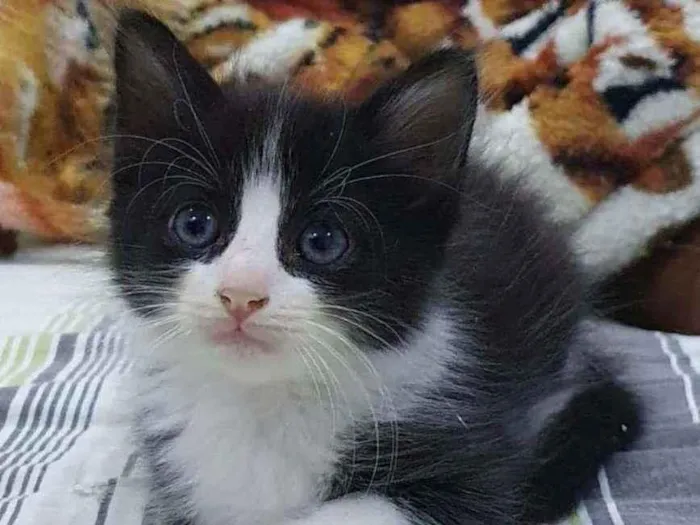 Gato ra a SRD idade 2 a 6 meses nome .