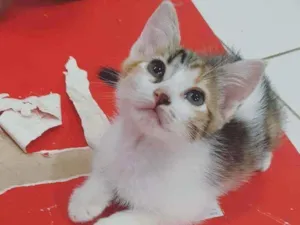 Gato raça SRD idade 2 a 6 meses nome ..