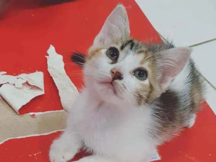 Gato ra a SRD idade 2 a 6 meses nome ..