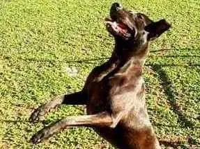 Cachorro raça SRD idade 1 ano nome Scarlett