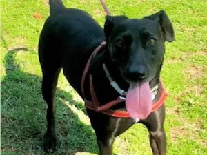 Cachorro raça Canina idade 3 anos nome Lola