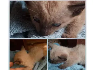 Gato raça Siamês  idade Abaixo de 2 meses nome Não tem nome