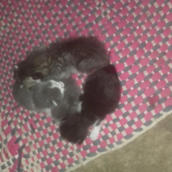 Gato raça Sem raça  idade Abaixo de 2 meses nome Nao tem nome ainda 