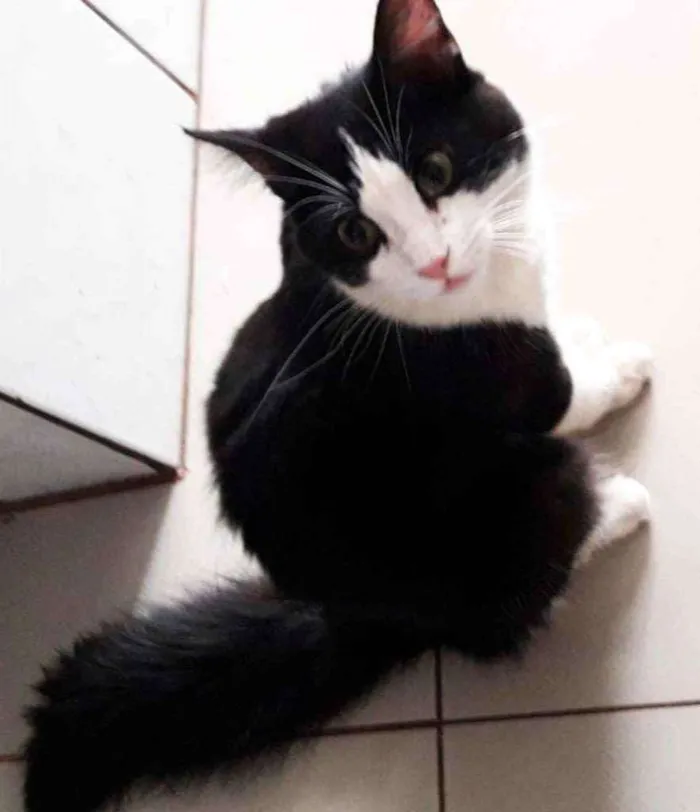 Gato ra a SRD idade 7 a 11 meses nome Sem nome