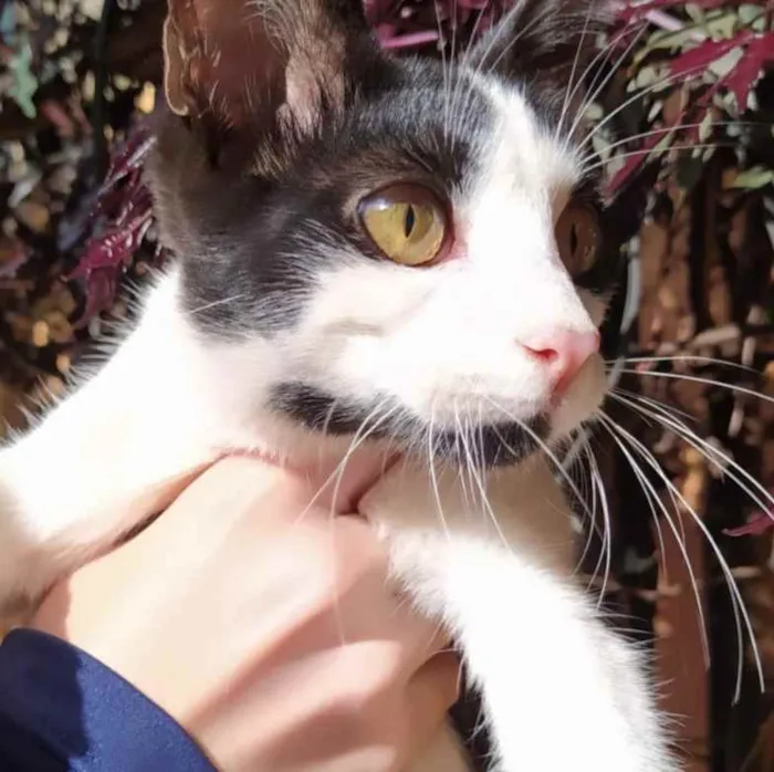 Gato raça SRD idade 2 a 6 meses nome Sem nome