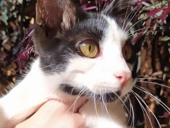 Gato raça SRD idade 2 a 6 meses nome Sem nome