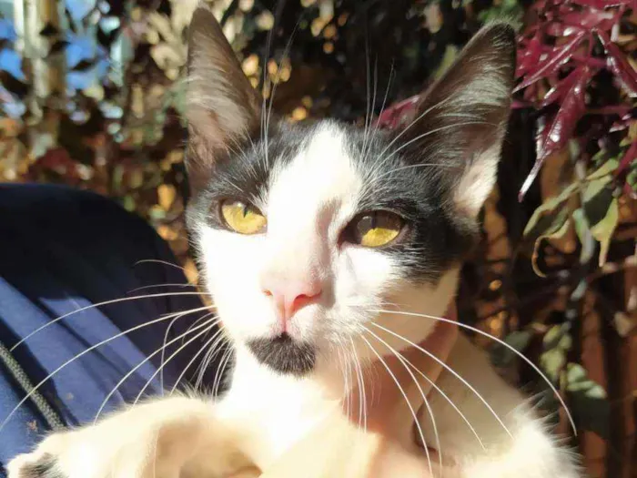 Gato raça SRD idade 2 a 6 meses nome Sem nome