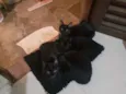 Morgana