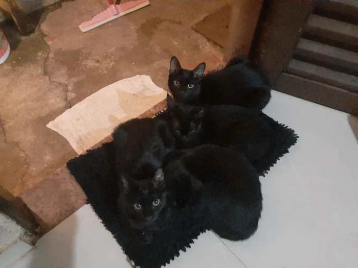 Gato ra a Indefinida idade 2 a 6 meses nome Morgana