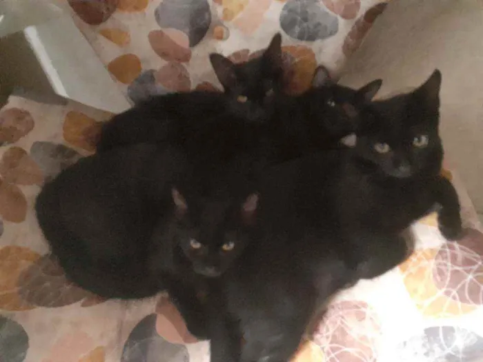Gato ra a Indefinida idade 2 a 6 meses nome Morgana