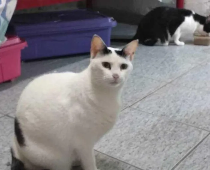 Gato ra a  idade 6 ou mais anos nome Bia & Dani (órfãs)
