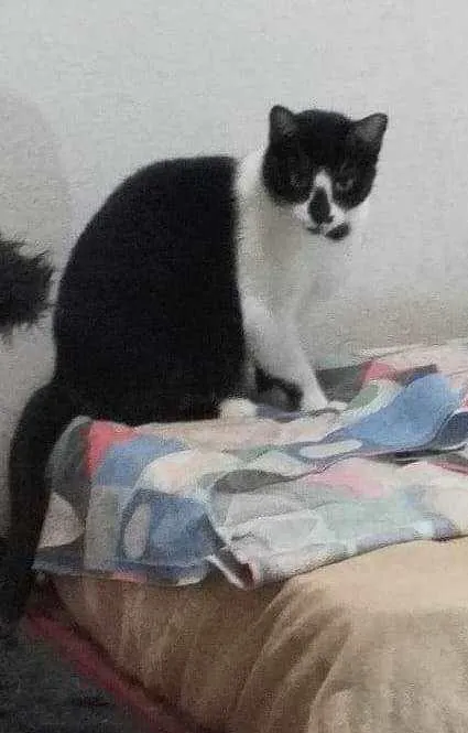 Gato ra a  idade 6 ou mais anos nome Bia & Dani (órfãs)