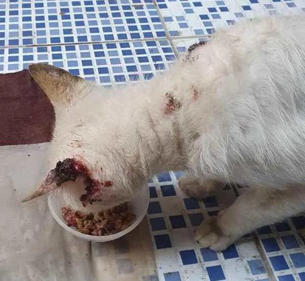 Gato ra a  idade 3 anos nome Branco