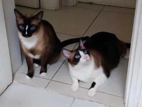 Gato ra a  idade 3 anos nome Tico & Teco