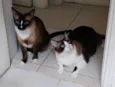 Tico & Teco