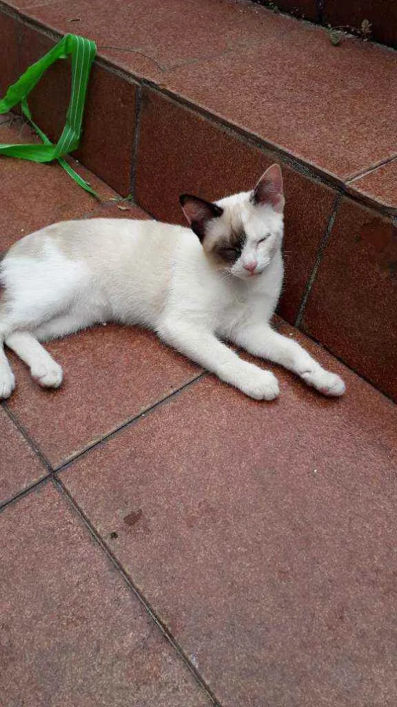 Gato ra a SRD idade 2 a 6 meses nome Sem nomeSRD