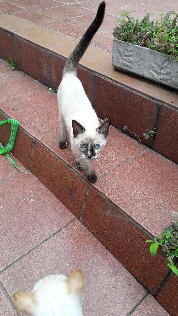 Gato ra a SRD idade 2 a 6 meses nome Sem nomeSRD