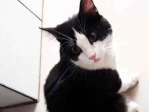 Gato raça SRD idade 7 a 11 meses nome Sem nome