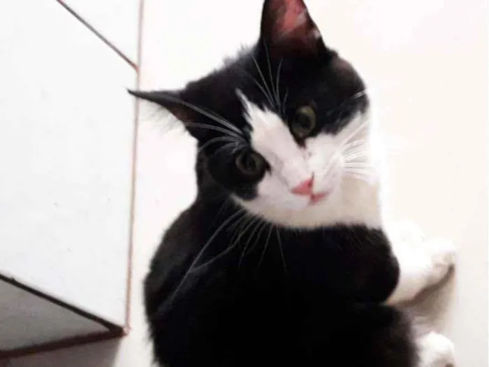 Gato ra a SRD idade 7 a 11 meses nome Sem nome