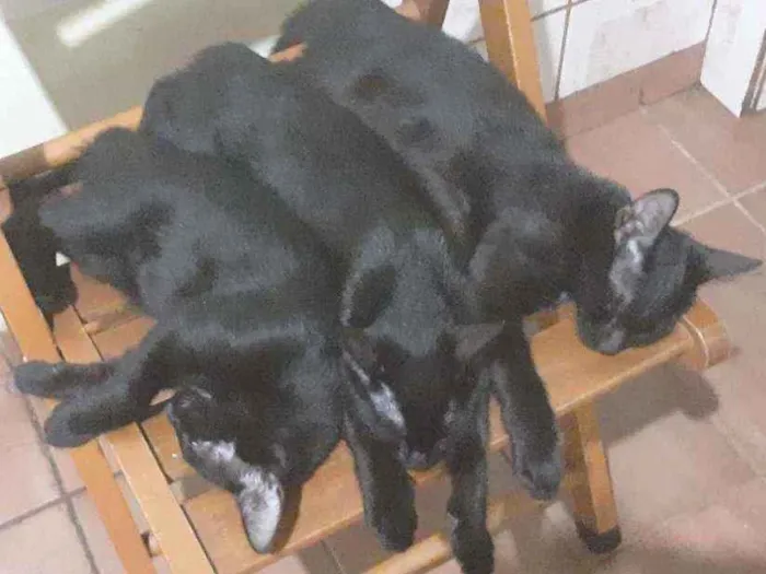 Gato ra a Indefinida idade 2 a 6 meses nome Morgana