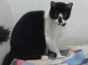Gato raça  idade 6 ou mais anos nome Bia & Dani (órfãs)