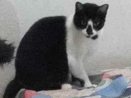 Gato ra a  idade 6 ou mais anos nome Bia & Dani (órfãs)