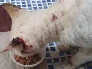 Gato raça  idade 3 anos nome Branco
