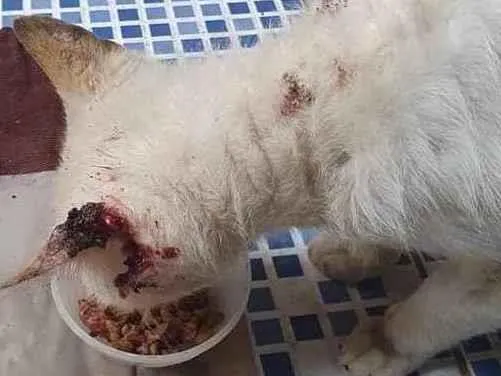 Gato ra a  idade 3 anos nome Branco