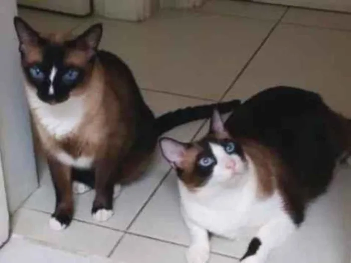 Gato ra a  idade 3 anos nome Tico & Teco