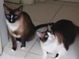 Tico & Teco
