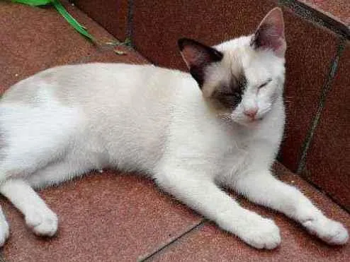 Gato ra a SRD idade 2 a 6 meses nome Sem nomeSRD
