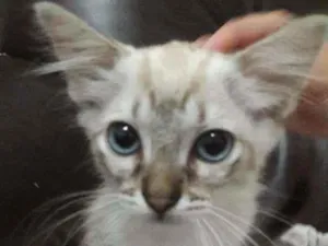 Gato raça Siamês idade 2 a 6 meses nome Little Cat2