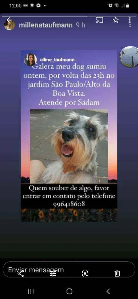 Cachorro ra a Schnauzer idade 6 ou mais anos nome Sadam