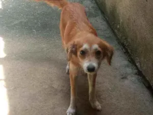 Cachorro raça Pit  idade 2 anos nome Zuma