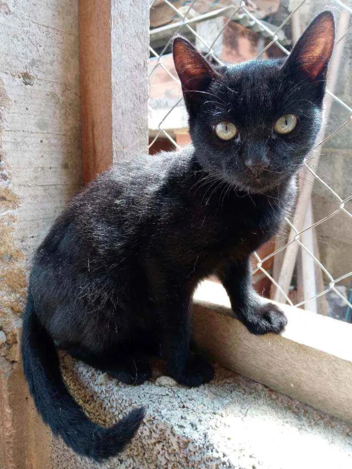 Gato ra a De muito amor idade 7 a 11 meses nome Lilith (Lili também)