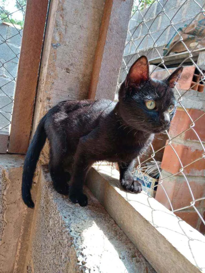 Gato ra a De muito amor idade 7 a 11 meses nome Lilith (Lili também)